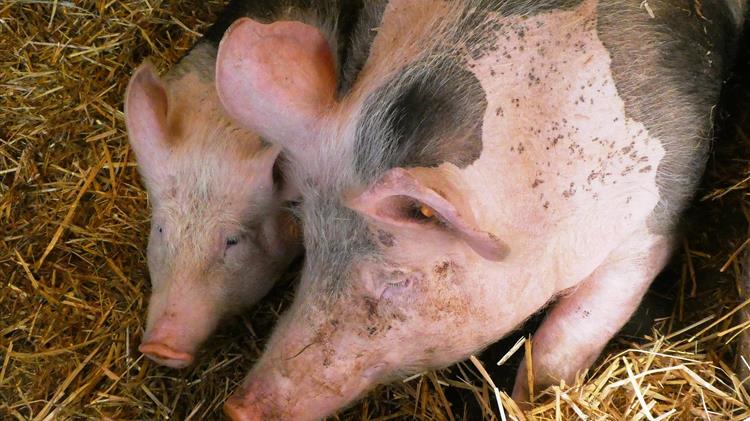 Οι φάρμες χοίρων και πουλερικών πλήττονται τρεις φορές περισσότερο από το σχέδιο μείωσης των εκπομπών της ΕΕ