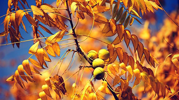 Ασθένειες και Εχθροί της Καρυδιάς