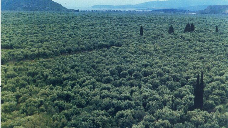 Υποβολή παραστατικών συμμόρφωσης για την Προστασία παραδοσιακού ελαιώνα Άμφισσας