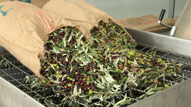 OliveFeed, Από την ελιά στη ζωοτροφή