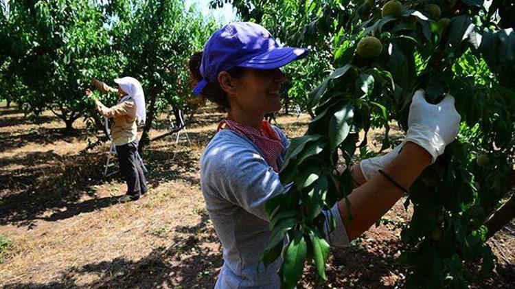 Κασαπίδης: Προβλήματα στη συγκομιδή ενδέχεται να αντιμετωπίσουν αγρότες στη Βόρεια Ελλάδα 