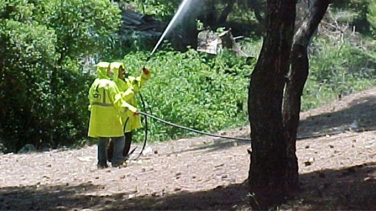 Πελοπόννησος: Επιπλέον 575.000 ευρώ για τη δακοκτονία