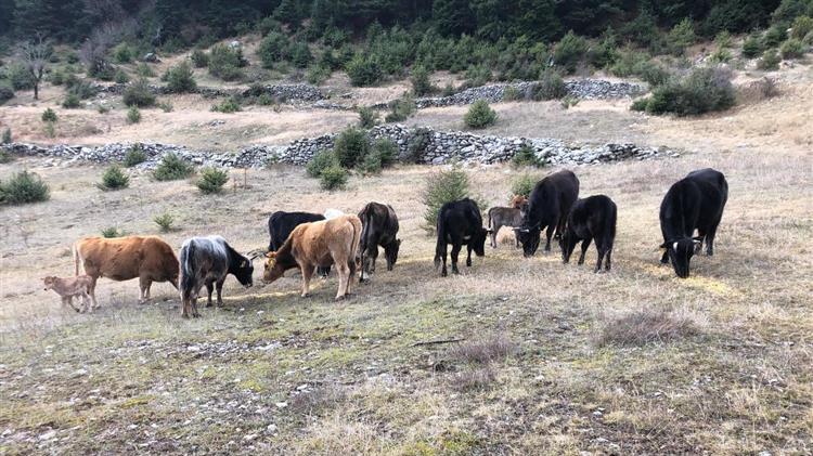 Οργή εκτροφέων: Καθυστερεί η πληρωμή για τα αυτόχθονα ζώα