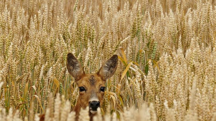 Δόθηκε παράταση του προγράμματος επιτήρησης της λύσσας