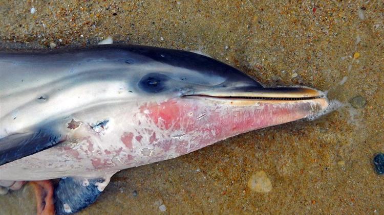 Θάσος: Ξεβράστηκε νεκρό δελφίνι στα Λιμενάρια