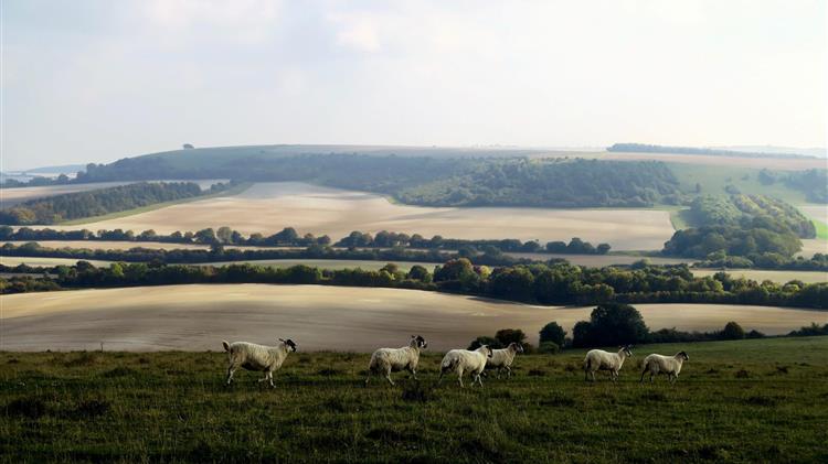 Περιβαλλοντικές επιδοτήσεις στους Ιρλανδούς αγρότες 
