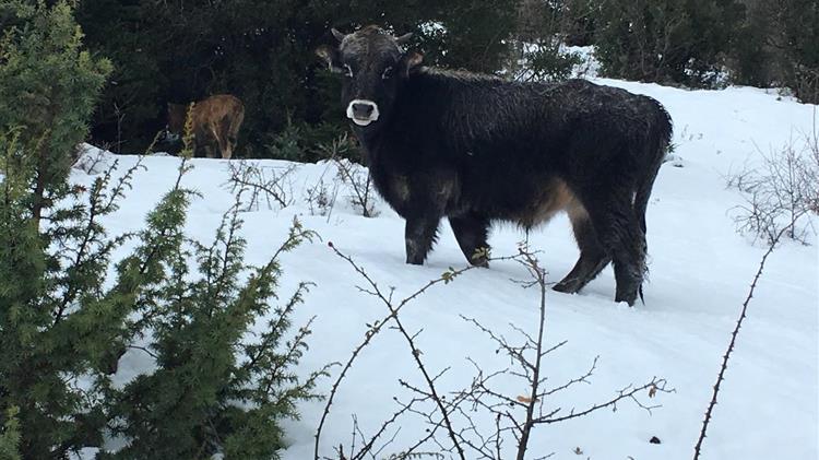 Συνδεδεμενες βοειδών: Ποιους στηρίζουν τελικά;