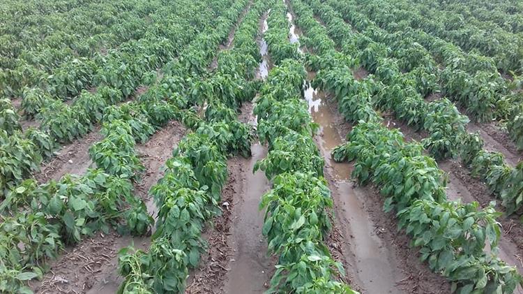 Συνεχίζονται οι διαμαρτυρίες των Ινδών αγροτών