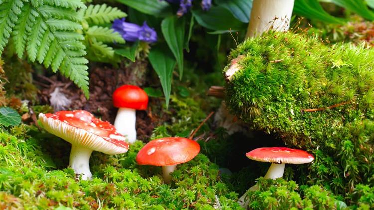 Καναδάς-COP15 Βιοποικιλότητα: Η διάσκεψη της δεκαετίας για να σωθεί η φύση