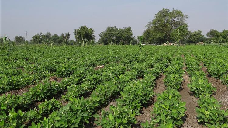 Ασθένειες και Εχθροί της Φιστικιάς