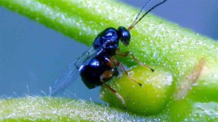 Βιολογική αντιμετώπιση της Σφήκας της καστανιάς 