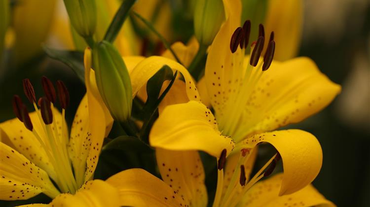 H Επιτροπή εγκρίνει ελληνικό καθεστώς ύψους 10 εκατ. ευρώ για τη στήριξη εταιρειών στον τομέα της ανθοκομίας