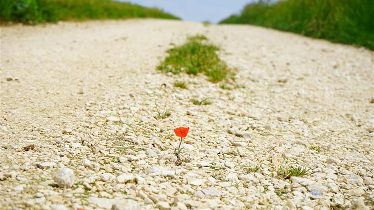 Copa-Cogeca's reaction to Euractiv's publication of evidence of the deliberate delay to publish the JRC technical report