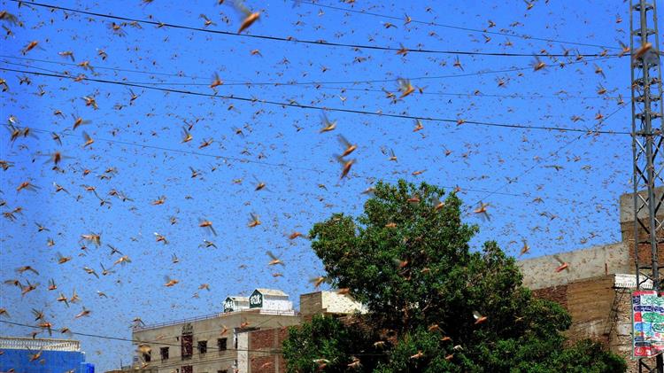 Locust control campaign covers millions of hectares, but the voracious pest is still a threat in East Africa