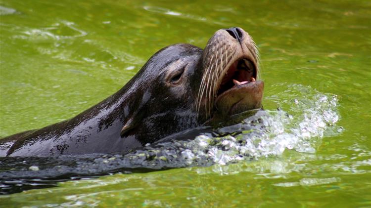 Επτά νεκρές Μεσογειακές Φώκιες στο Αιγαίο