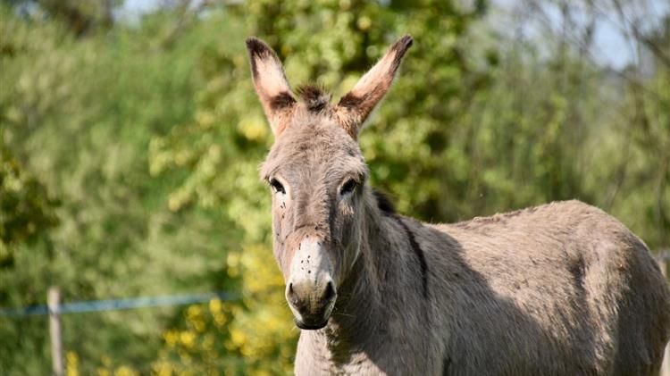 Άφησαν θηλυκό γαϊδούρι να πεθάνει δεμένο και χωρίς νερό