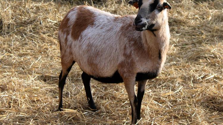 «Ζώα θανατώνονται, κτηνοτρόφοι εγκαταλείπονται»: Ο Κόκκαλης βάζει στο στόχαστρο την Κυβέρνηση