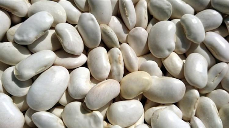 Πρέσπες: Χωρίς εργάτες γης η συγκομιδή των φασολιών