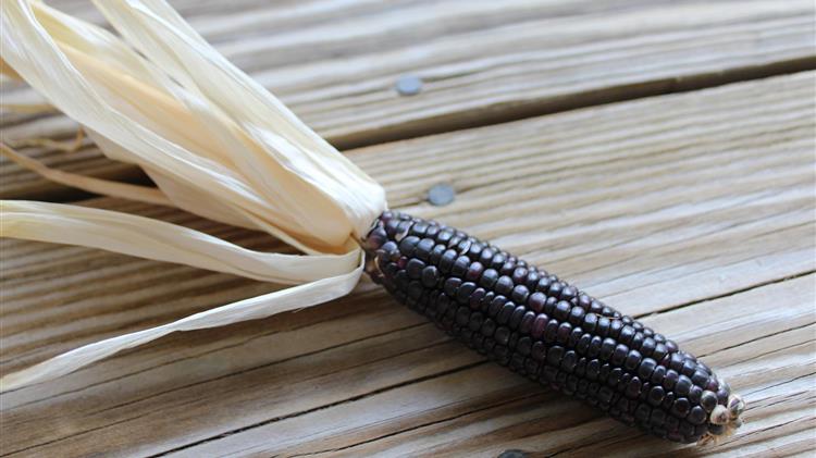 Μοβ καλαμπόκι από οικοτεχνία βιολογικής καλλιέργειας στην Πιερία