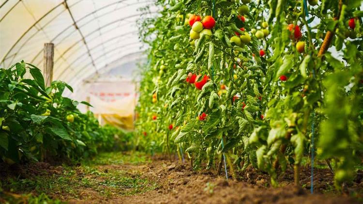 Πρέβεζα: Σε έξαρση ο ιός της καστανής ρυτίδωσης της τομάτας