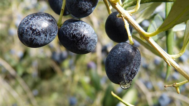 Ο ΣΥΡΙΖΑ σε πανικό γιατί οι ελαιοπαραγωγοί θα λάβουν 126 εκ. ευρώ