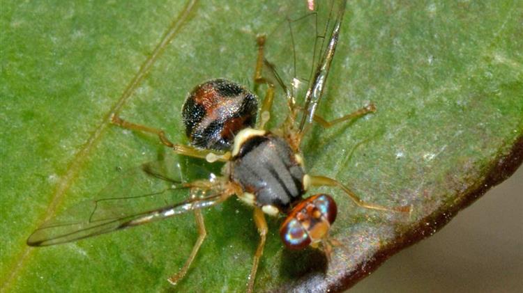 Κρήτη: Συνεργασία για την αντιμετώπιση του δάκου