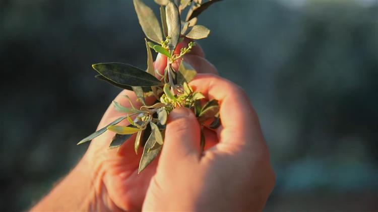 Τρίπολη: Σύσκεψη με ΕΛΓΑ  για τα προβλήματα στις καλλιέργειες από τον καύσωνα