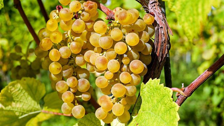 Ασθένειες και Εχθροί του Αμπελιού