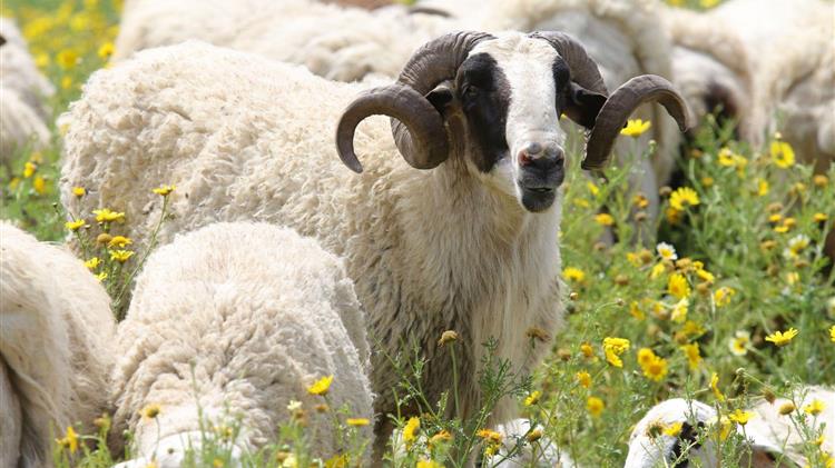 ΣΕΚ: Άμεσα μέτρα  στήριξης  της πρωτογενούς παραγωγής και κυρίως της  αιγοπροβατοτροφίας