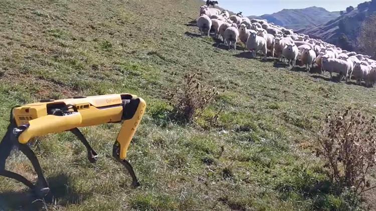 Χάνουν τα τσοπανόσκυλα τη δουλειά τους από ρομποτικούς κύωνες