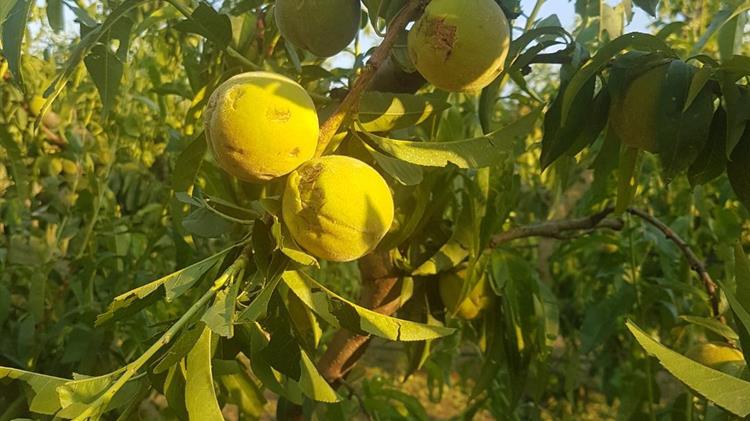 Γ.Καρασμάνης: Εξωφρενικό το "σενάριο" για συμψηφισμό του υπόλοιπου 35% των αποζημιώσεων με...μελλοντικές ασφαλιστικές εισφορές