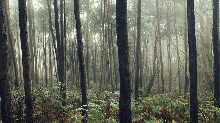 Ημαθία: Απαγόρευσης κυκλοφορίας στη περιοχή ευθύνης του Δασαρχείου Βέροιας