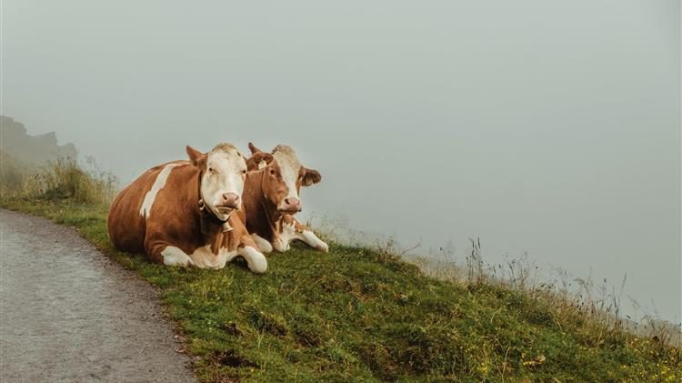 Η εμπορική συμφωνία ΕΕ-Μεξικού προκαλεί αντίδραση στη γαλλική γεωργία