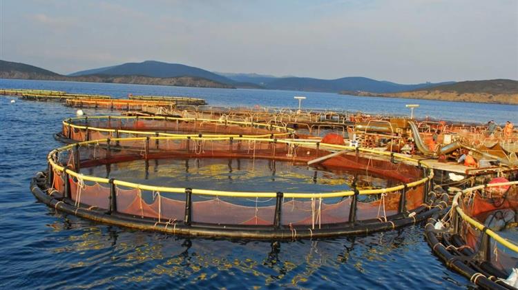 Σε θετικά νερά η ελληνική ιχθυοκαλλιέργεια – Εξαγωγική άνοδος και νέα πνοή το 2025