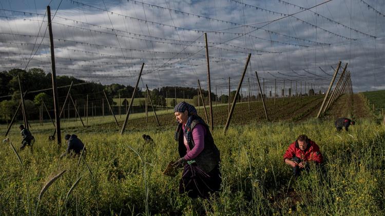 Οι ανησυχίες των Γερμανών αγροτών για τους μετανάστες εργαζόμενους