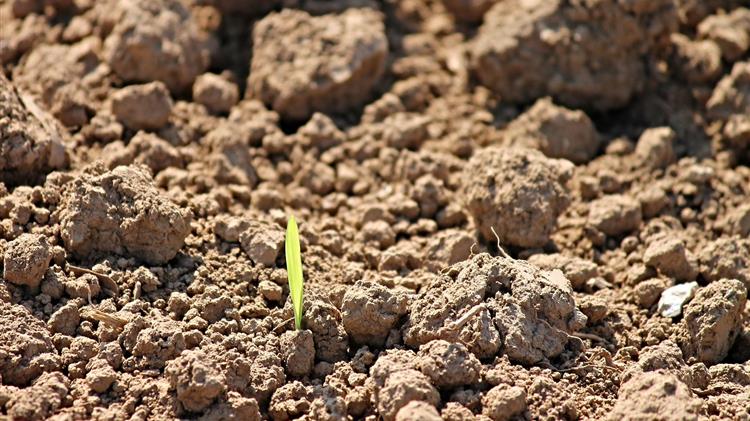 ΟΠΕΚΕΠΕ: Ολοκληρώθηκε η καταβολή του 80% για τις βιολογικές καλλιέργειες