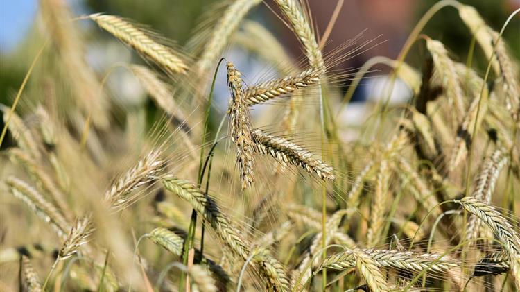 Σε Ρωσική ρουλέτα εξελίσσεται η τιμή του κριθαριού