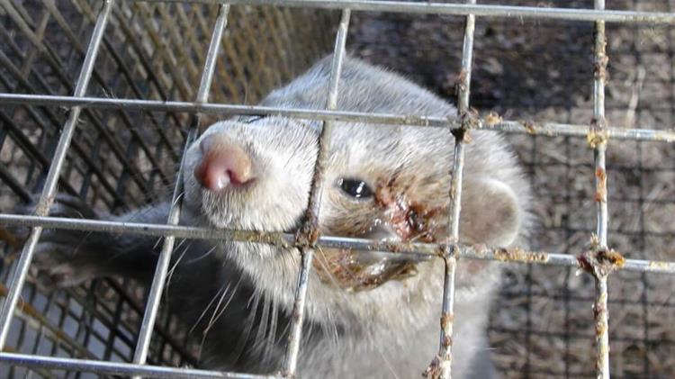 Οργανώσεις ζητούν το κλείσιμο των εκτροφείων μινκ σε όλο τον κόσμο