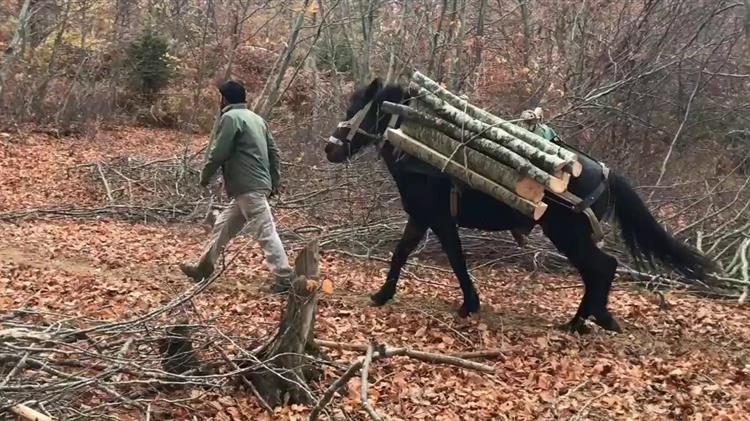 Καστοριά: Αλβανός με τρία μουλάρια έκοβε δέντρα