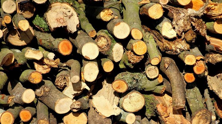 Σωστή διαχείριση υλοτομίας και τον χειμώνα ζητά ο Αμυράς