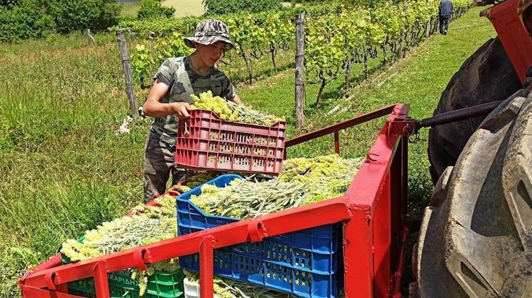 Ξεκίνησε η συλλογή του Τσάι Ολύμπου στο Ελατοχώρι Πιερίας 