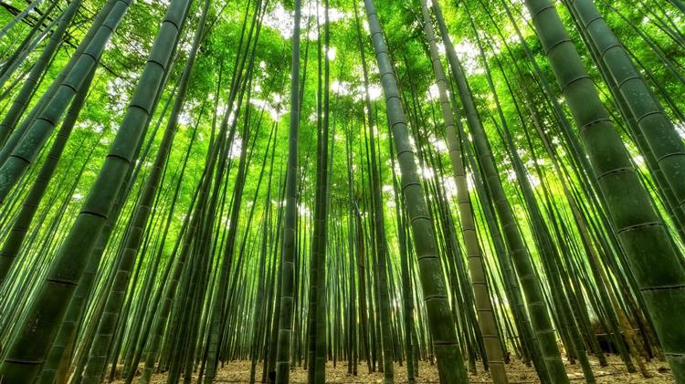Traditional bamboo cultivation system in the Republic of Korea earns place on global agricultural heritage sites list