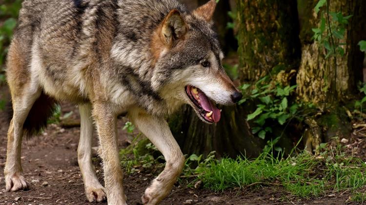 Εορδαία: Λύκοι και αγριόχοιροι ρημάζουν κοπάδια και σπαρτά