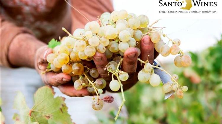 SantoWines: Κατάργηση της περικοπής της σύνταξης των μικροπαραγωγών αγροτικών προϊόντων 
