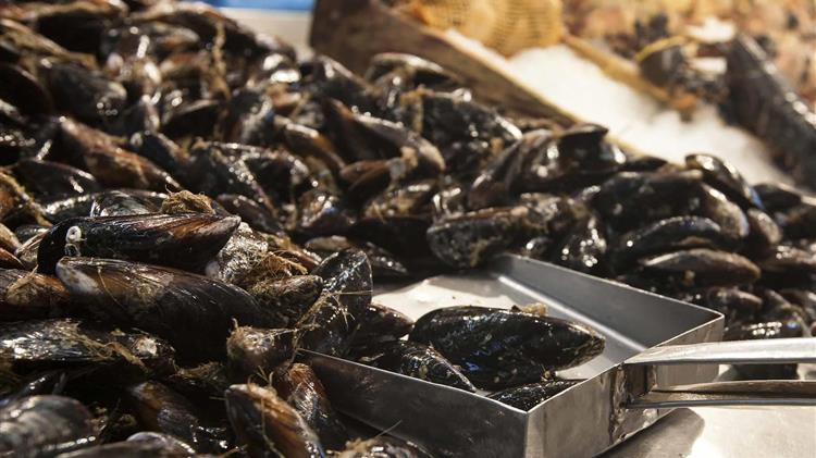 Τουλάχιστον 20.000 τόνοι μυδιών στον βυθό του Θερμαϊκού