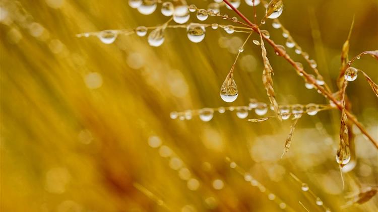 Ανασκόπηση αγοράς σιτηρών έως 1 Ιουνίου