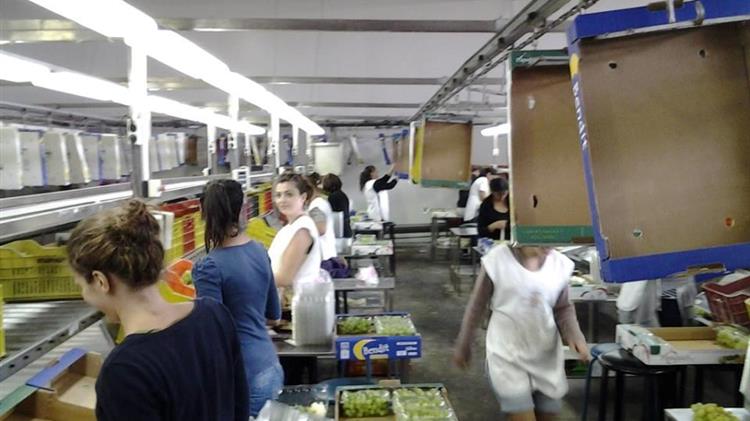 ΚΕΟΣΟΕ: Παράταση προθεσμιών ετήσιων τακτικών γενικών συνελεύσεων στους αγροτικούς συναιτερισμούς