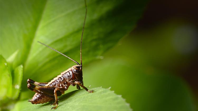 Σαρδηνία: Σε απόγνωση οι αγρότες λόγω της επιδρομής ακριδών στα χωράφια τους