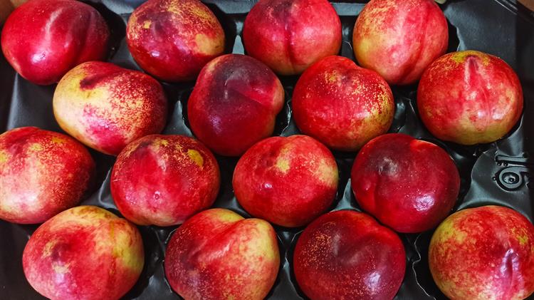 USDA: Συρρικνώνεται η παγκόσμια παραγωγή ροδάκινου το 2020-2021 λόγω καιρικών συνθηκών