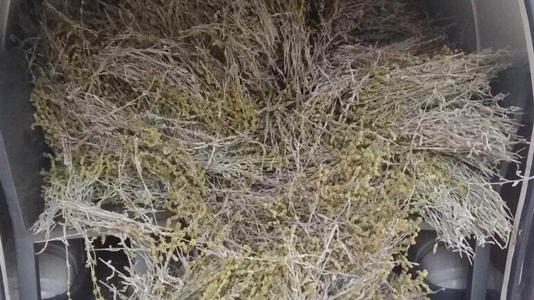 Σύλληψη αλλοδαπής για συλλογή αρωματικού φυτού